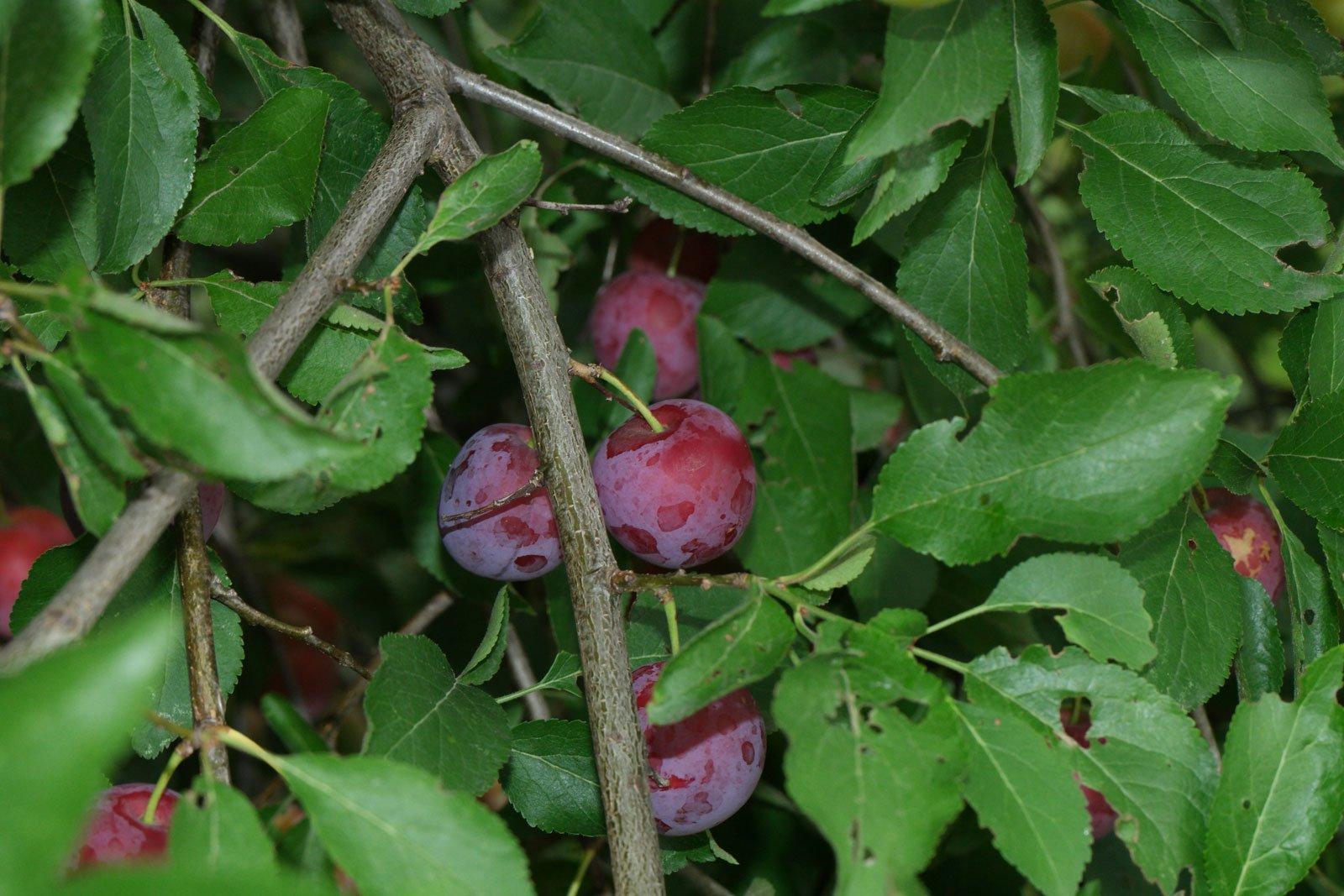 Prunus Cerasifera Kv - View 15 from www redcrocus com