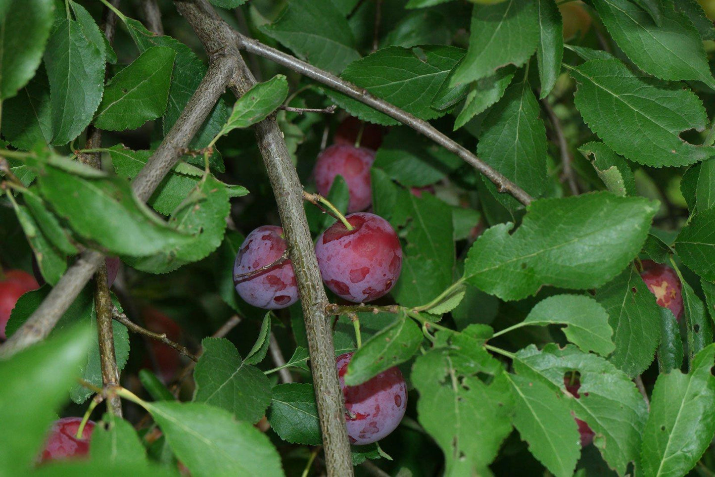Prunus Cerasifera Kv - View 18 from www redcrocus com