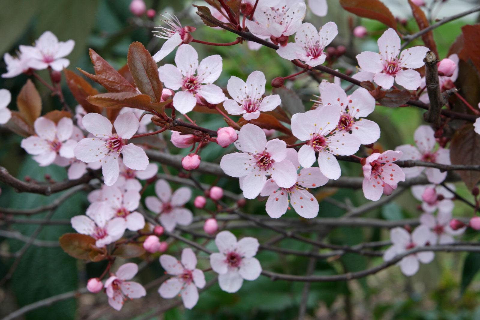 Prunus Cerasifera Kv - View 1 from www redcrocus com