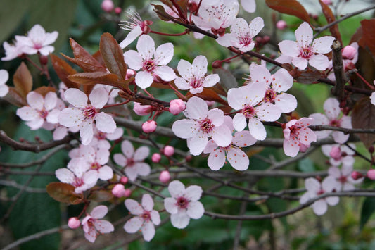 Prunus Cerasifera Kv - View 1 from www redcrocus com