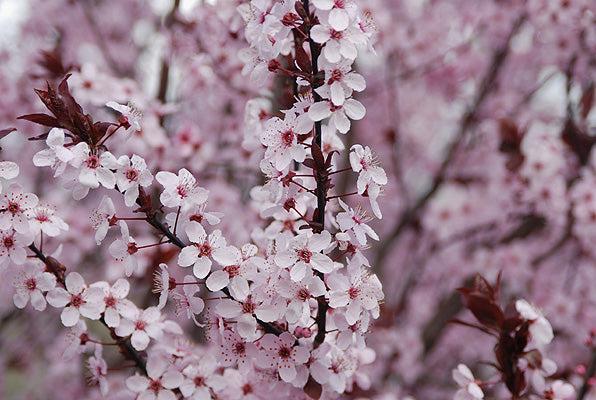 Prunus Cerasifera Kv - View 2 from www redcrocus com