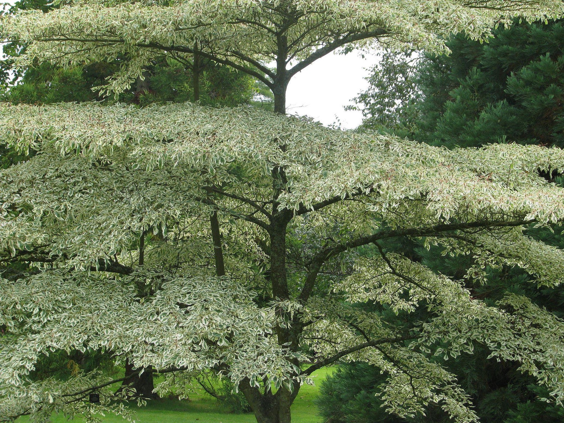 Cornus Alternifolia Single Stem - View 11 from www redcrocus com