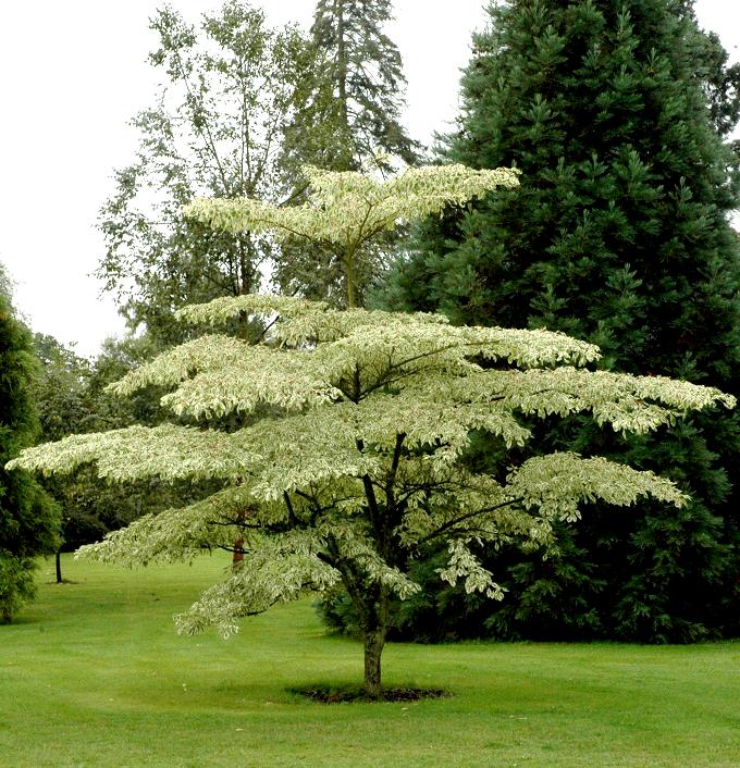 Cornus Alternifolia Single Stem - View 15 from www redcrocus com