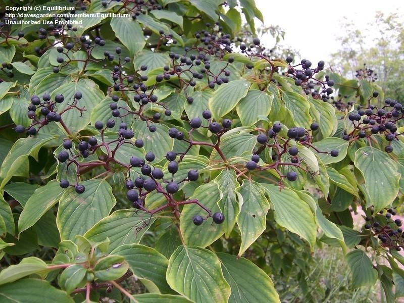 Cornus Alternifolia Single Stem - View 17 from www redcrocus com