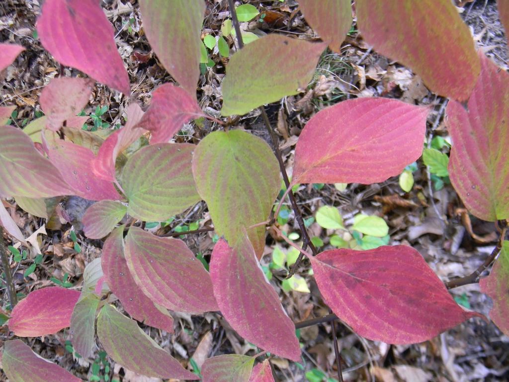 Cornus Alternifolia Single Stem - View 18 from www redcrocus com