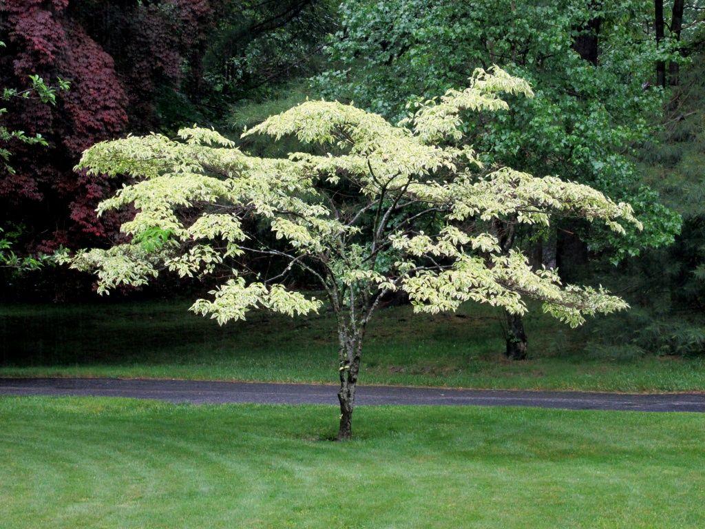 Cornus Alternifolia Single Stem - View 5 from www redcrocus com