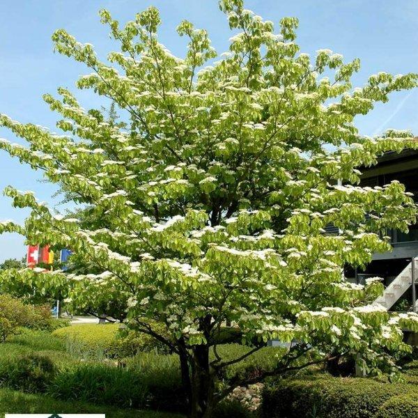 Cornus Alternifolia Single Stem - View 9 from www redcrocus com