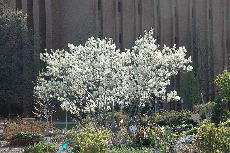 Amelanchier Grandiflora 'autumn Brilliance' Multi Stem - View 22 from www redcrocus com