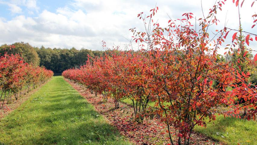Amelanchier Grandiflora 'autumn Brilliance' Multi Stem - View 35 from www redcrocus com