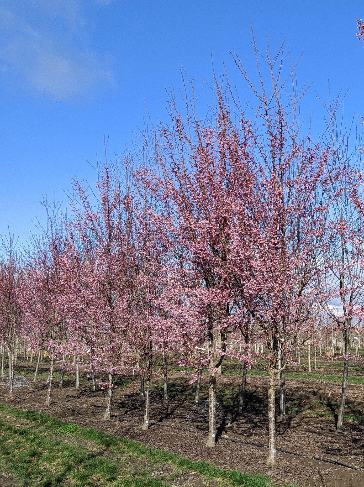 Prunus Campanulata Okame - View 13 from www redcrocus com