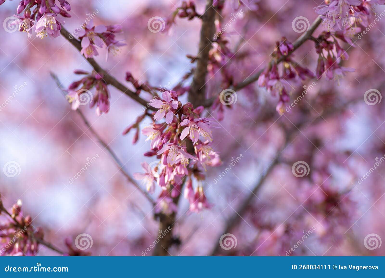 Prunus Campanulata Okame - View 18 from www redcrocus com