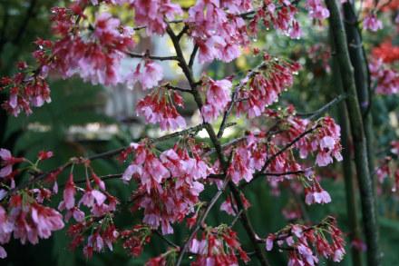 Prunus Campanulata Okame - View 2 from www redcrocus com