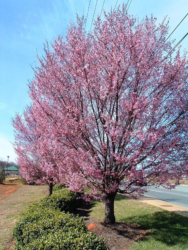 Prunus Campanulata Okame - View 5 from www redcrocus com