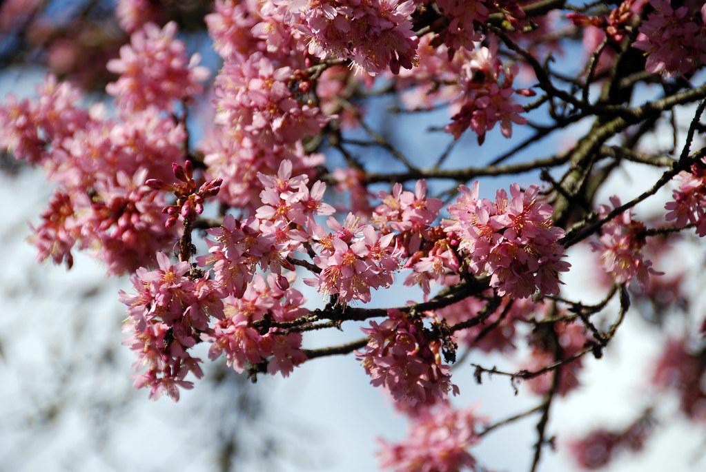 Prunus Campanulata Okame - View 6 from www redcrocus com