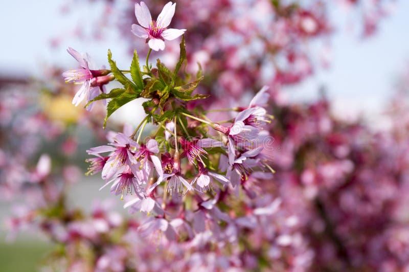 Prunus Campanulata Okame - View 8 from www redcrocus com