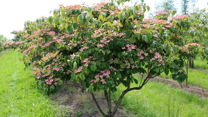 Cornus Kousa 'satomi' Single Stem - View 10 from www redcrocus com