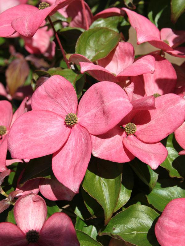 Cornus Kousa 'satomi' Single Stem - View 12 from www redcrocus com