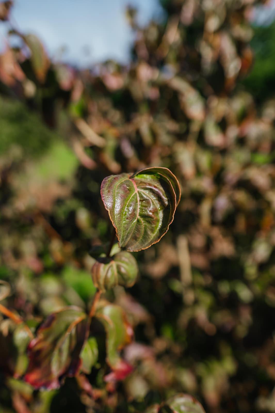 Cornus Kousa 'satomi' Single Stem - View 13 from www redcrocus com