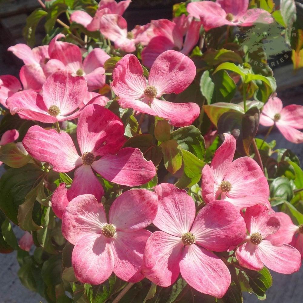 Cornus Kousa 'satomi' Single Stem - View 15 from www redcrocus com