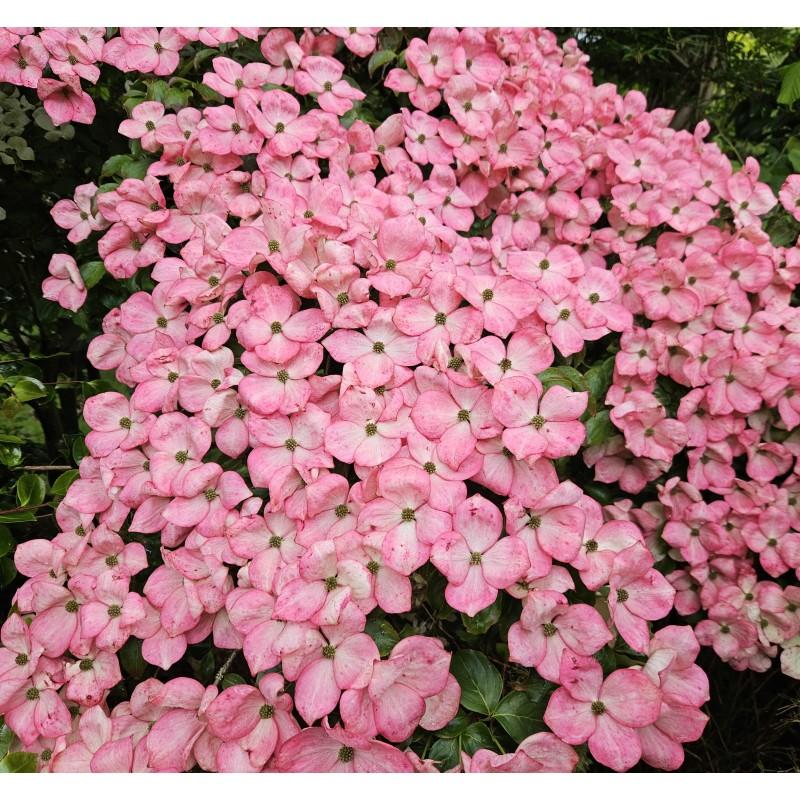 Cornus Kousa 'satomi' Single Stem - View 18 from www redcrocus com