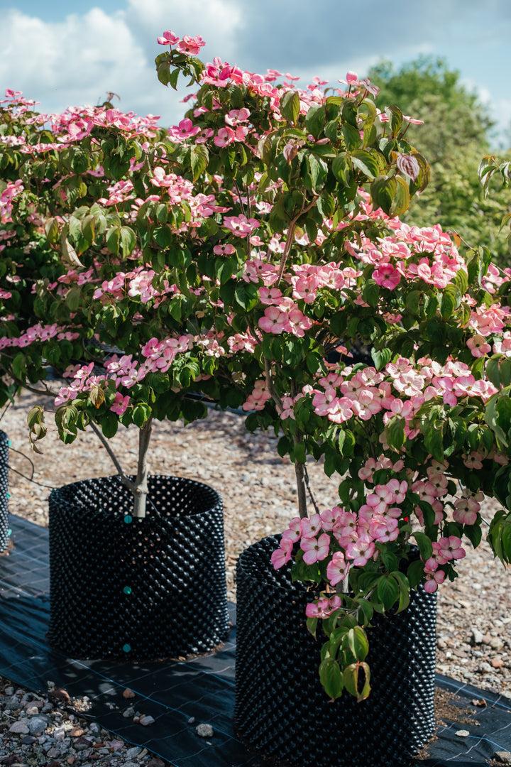 Cornus Kousa 'satomi' Single Stem - View 20 from www redcrocus com
