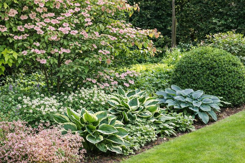 Cornus Kousa 'satomi' Single Stem - View 22 from www redcrocus com