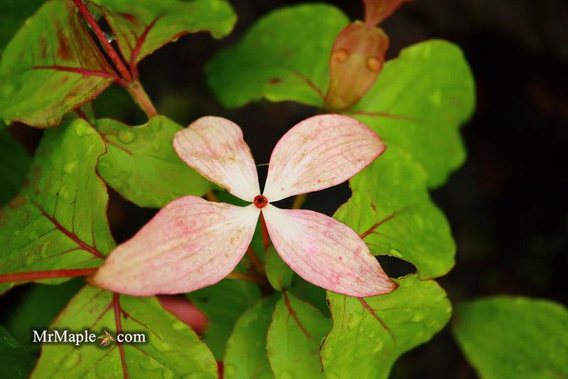 Cornus Kousa 'satomi' Single Stem - View 23 from www redcrocus com