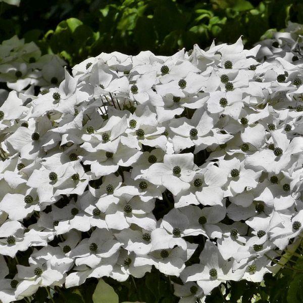 Cornus Kousa 'satomi' Single Stem - View 24 from www redcrocus com