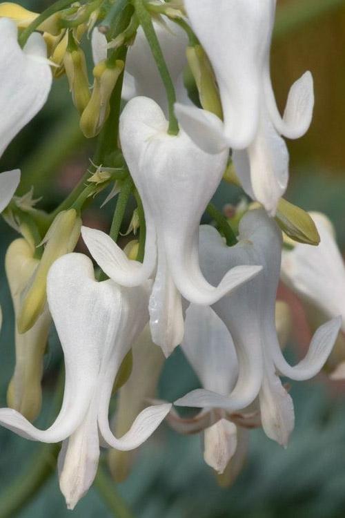 Cornus Kousa 'satomi' Single Stem - View 25 from www redcrocus com