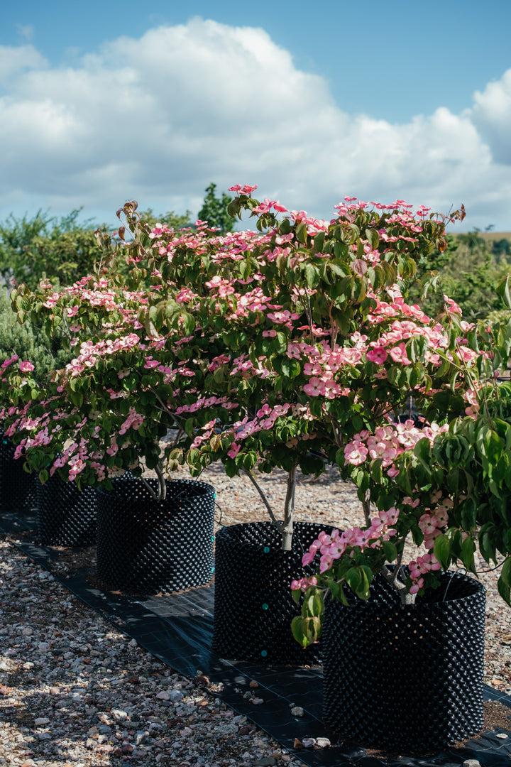 Cornus Kousa 'satomi' Single Stem - View 26 from www redcrocus com