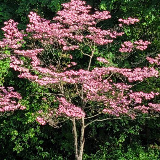 Cornus Kousa 'satomi' Single Stem - View 27 from www redcrocus com