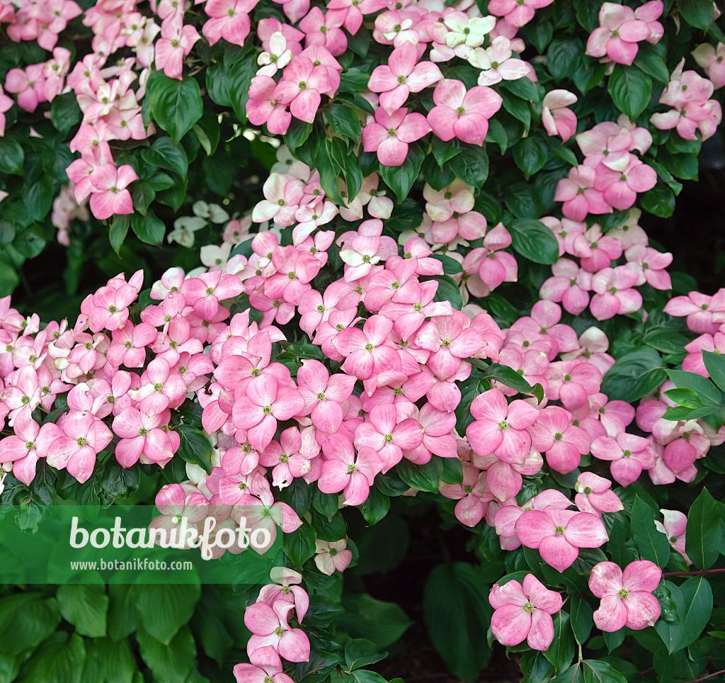 Cornus Kousa 'satomi' Single Stem - View 28 from www redcrocus com