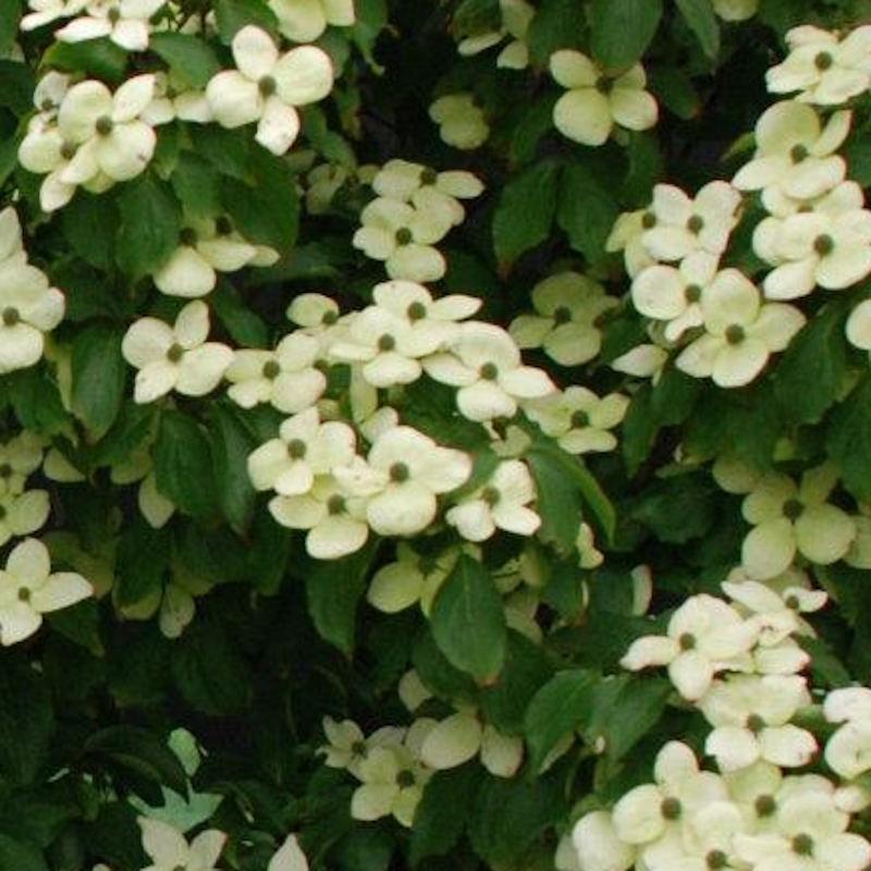 Cornus Kousa 'satomi' Single Stem - View 29 from www redcrocus com