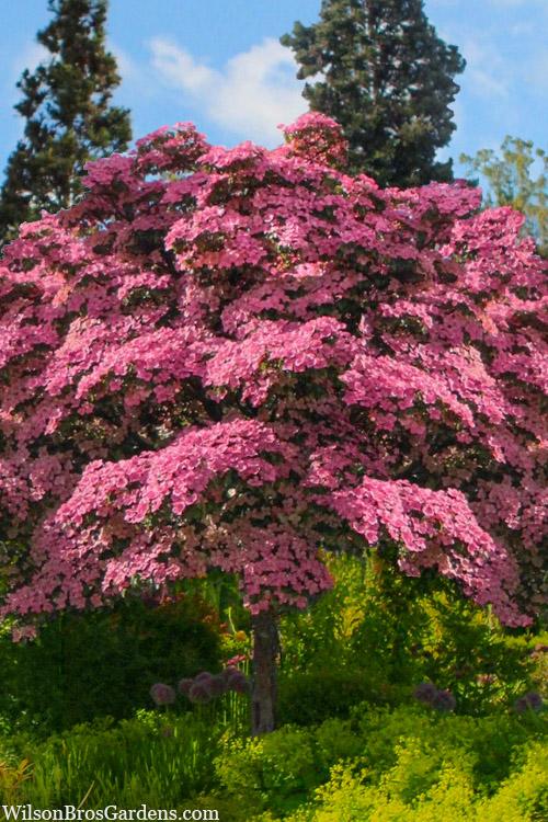 Cornus Kousa 'satomi' Single Stem - View 2 from www redcrocus com