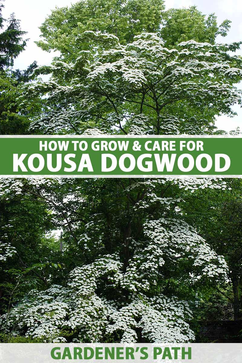 Cornus Kousa 'satomi' Single Stem - View 3 from www redcrocus com
