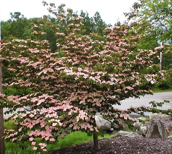 Cornus Kousa 'satomi' Single Stem - View 5 from www redcrocus com