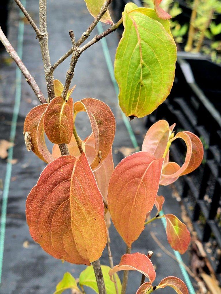 Cornus Kousa 'satomi' Single Stem - View 7 from www redcrocus com