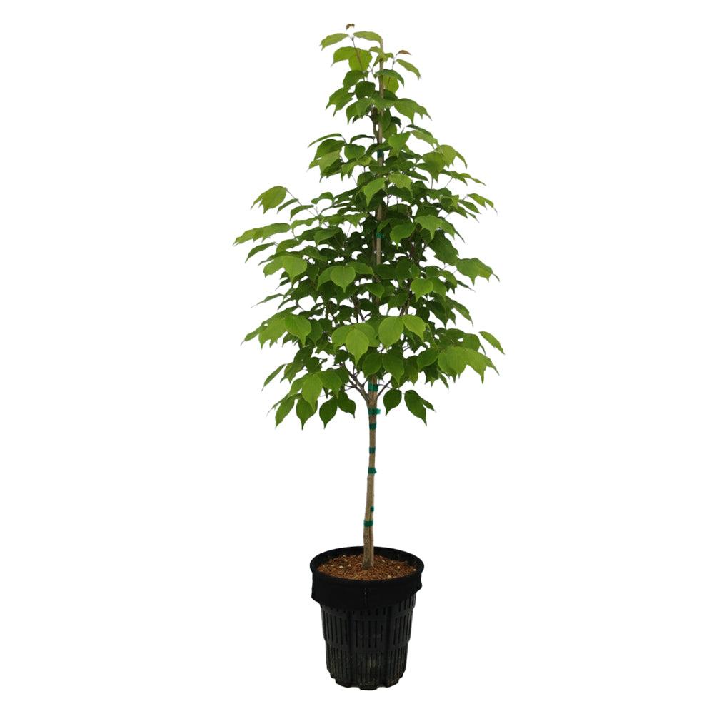Cornus Kousa 'satomi' Single Stem - View 8 from www redcrocus com