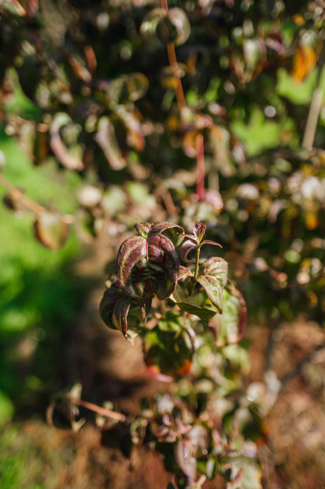 Cornus Kousa 'satomi' Single Stem - View 9 from www redcrocus com