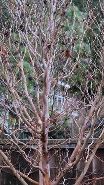 Stewartia Pseudocamellia Single Stem - View 25 from www redcrocus com