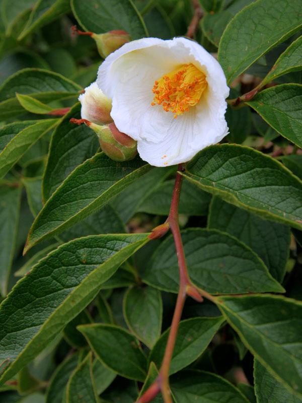 Stewartia Pseudocamellia Single Stem - View 30 from www redcrocus com