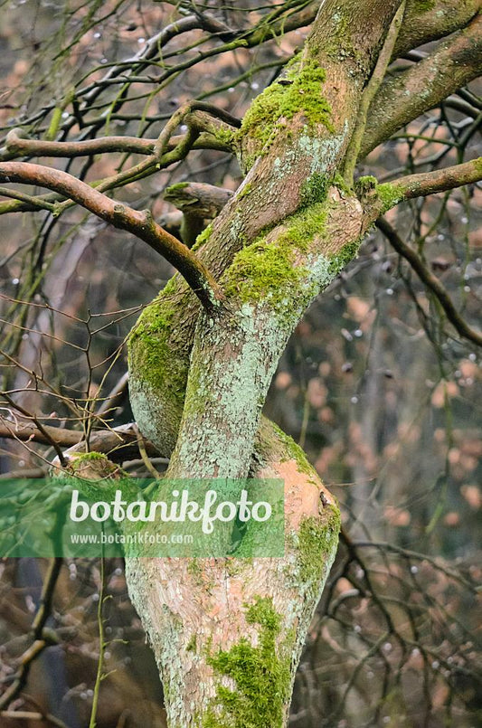 Stewartia Pseudocamellia Single Stem - View 32 from www redcrocus com