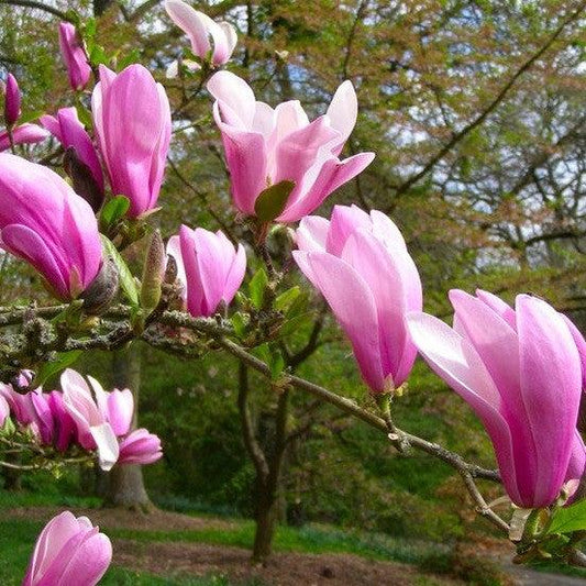 Magnolia Liliflora Jane Multi Stem - View 12 from www redcrocus com