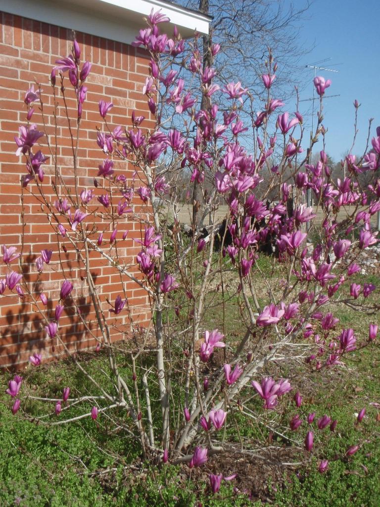 Magnolia Liliflora Jane Multi Stem - View 16 from www redcrocus com