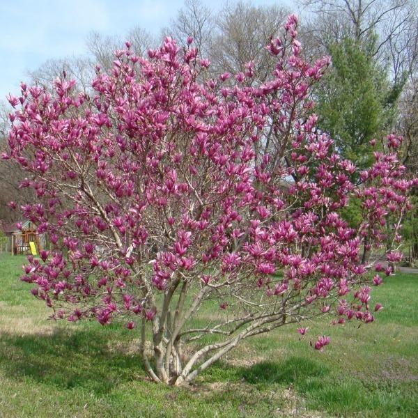Magnolia Liliflora Jane Multi Stem - View 9 from www redcrocus com