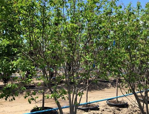 Amelanchier Grandiflora Autumn Brilliance Multi Stem - View 4 from www redcrocus com