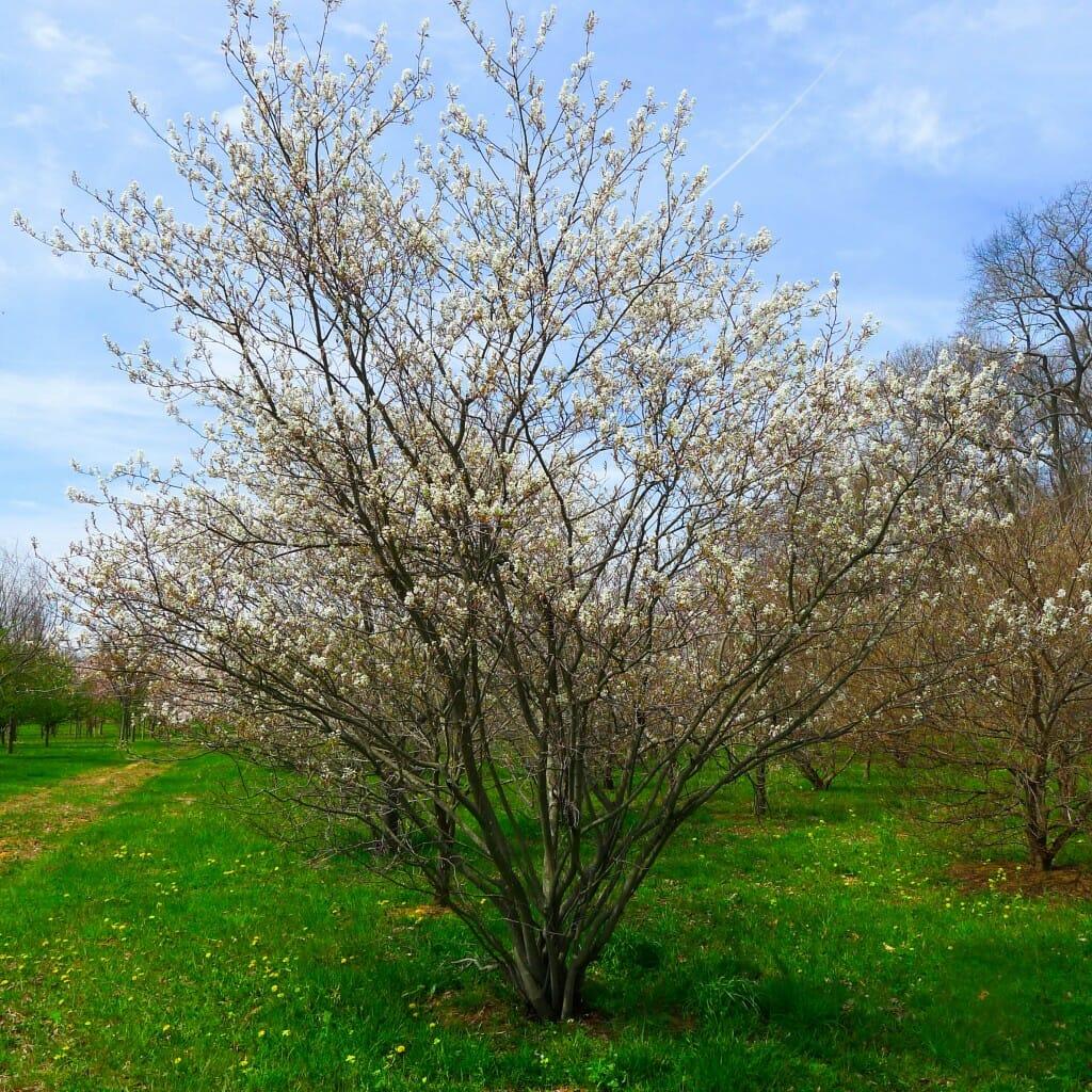 Amelanchier Grandiflora Autumn Brilliance Multi Stem - View 6 from www redcrocus com