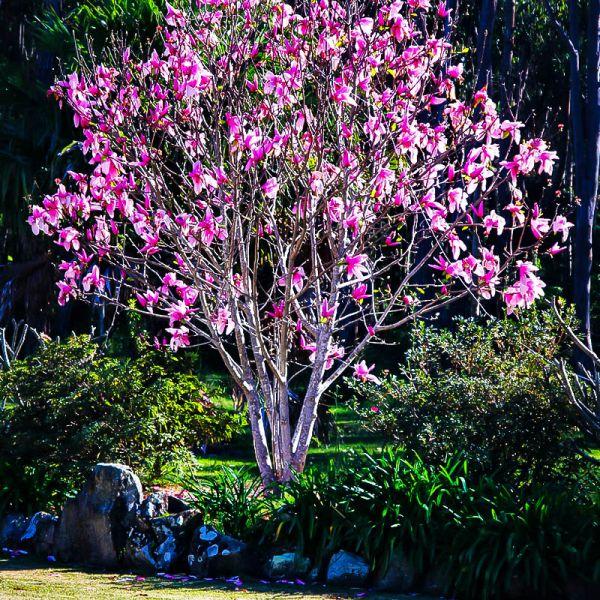 Magnolia Liliflora Ann Multi Stem - View 10 from www redcrocus com