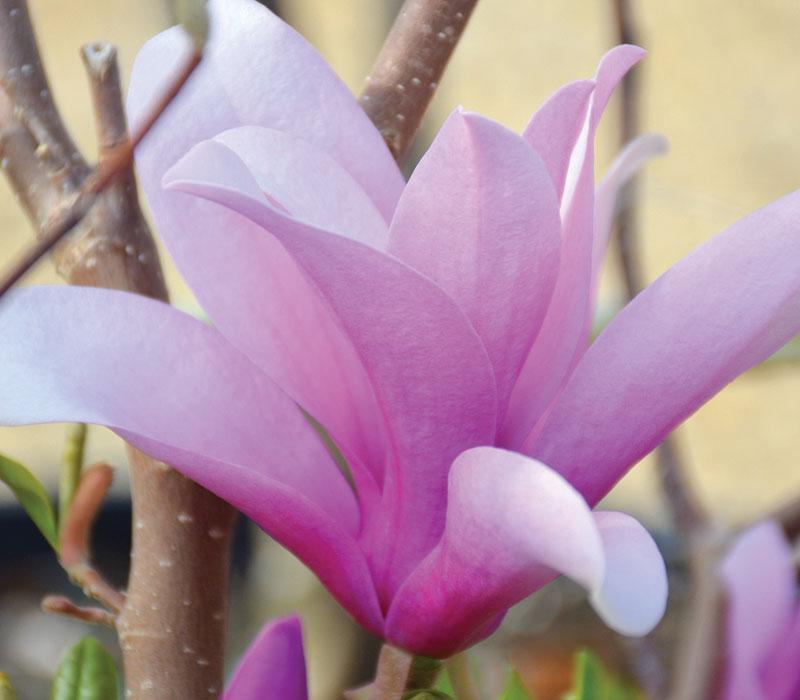 Magnolia Liliflora Ann Multi Stem - View 11 from www redcrocus com