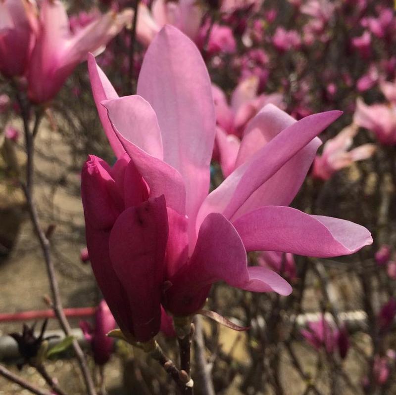 Magnolia Liliflora Ann Multi Stem - View 13 from www redcrocus com